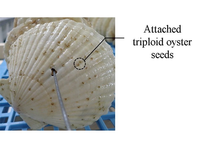 Fig. 5 Triploid Oyster Seeds Attached to Scallop Shell