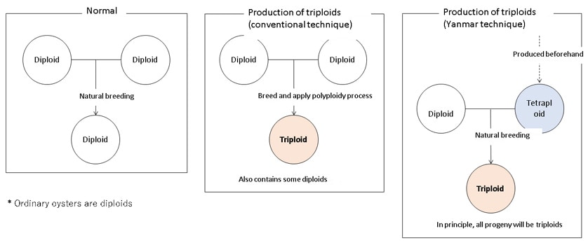 Fig. 4 Conventional Breeding and Production of Triploid Seed