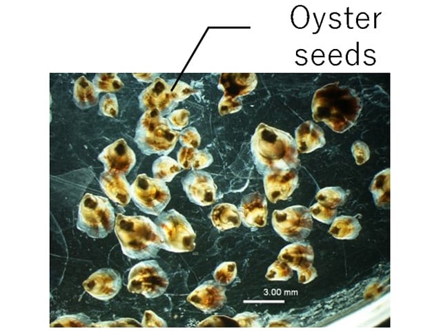 Fig. 8 Single-Seed Oysters