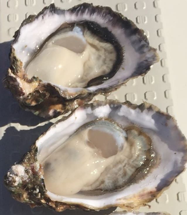 Fig. 10 Oysters Grown to Adult Size (Shelled)