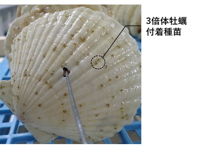 図5 ホタテ殻表面に付着した3倍体牡蠣種苗