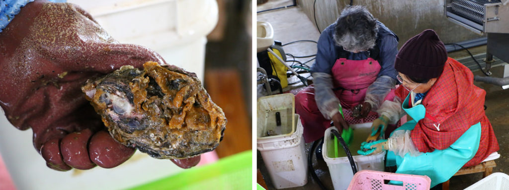 (Left) Appearance of an oyster after maturation. Even in the single-seed method, deposits are unavoidable, to some extent.  (Right) Locals carefully remove the deposits on the oysters one by one.