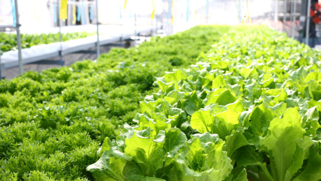 Yanmar Green Farm Acquires “GLOBALG.A.P.” Certification in Lettuce Cultivation Methods