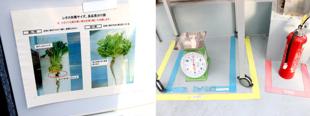 Left: Photos explain the right time to harvest, and how to identify high-quality produce. Right: Color-differentiated tapes show where tools should go.
