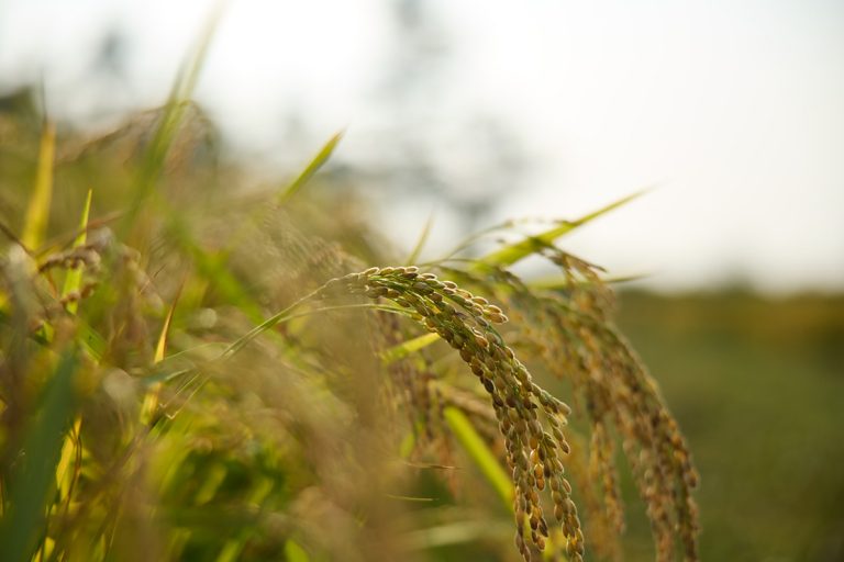 Syke Rice Cultivating Innovation on the European Sake Rice Journey|Y media|YANMAR