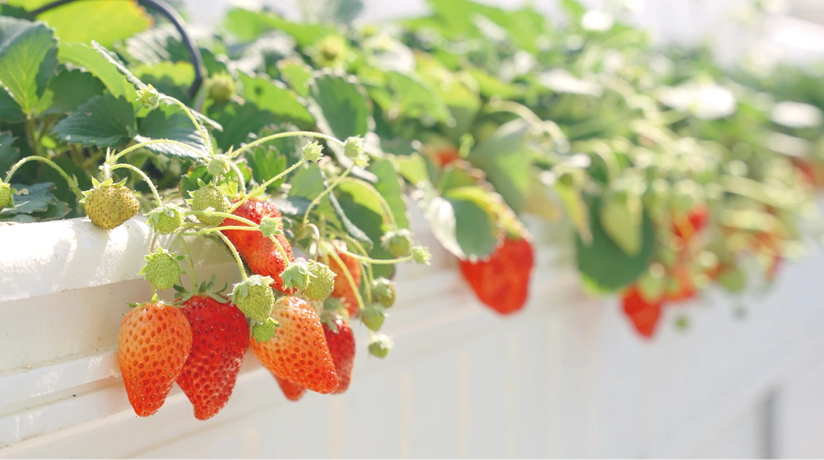 タカミヤアグリビジネスパーク 施設内の様子2