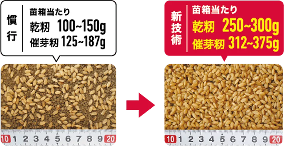 従来と新技術の播種量比較。左は慣行で、苗箱当たり乾籾100～150g、催芽籾125～187g。右は新技術で、苗箱当たり乾籾250～300g、催芽籾312～375g。播種量が増加している様子を示す。