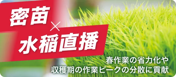 密苗X水稲直播 春作業の省力化や収穫期の作業ピークの分散に貢献