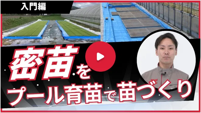 密苗をプール育苗で苗づくり