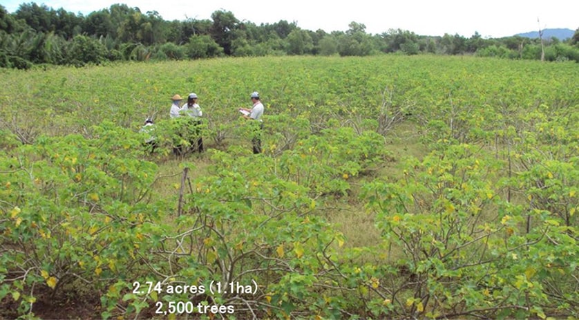 YKRC Jatropha farm