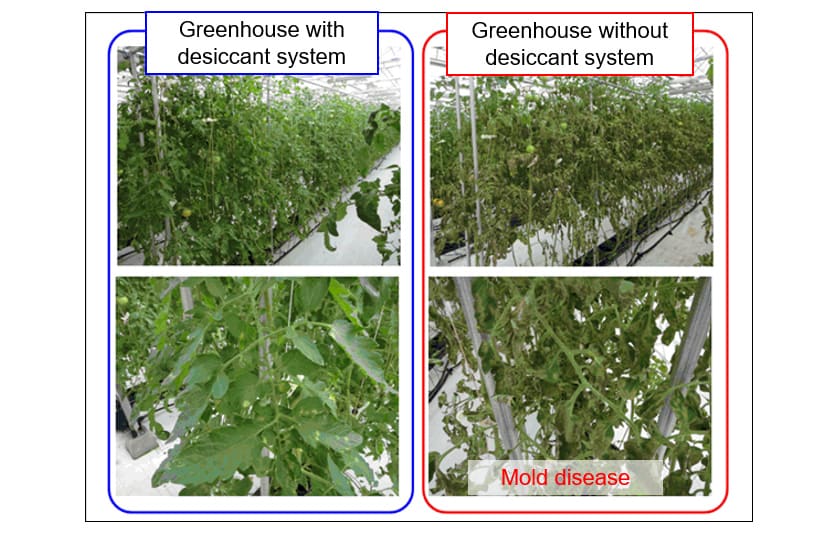 Crop Growth (Tomatoes)