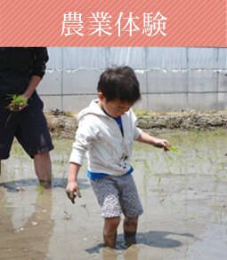 農業体験