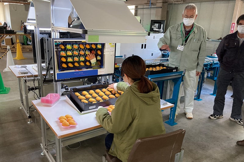 出荷トレイのまま選果作業