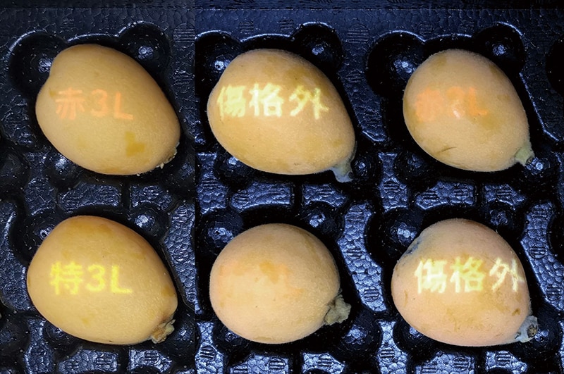 プロジェクション・マッピングによる選果結果の表示