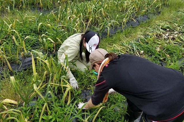 龍谷大学農学部の学生ボランティアによる収穫・調整作業