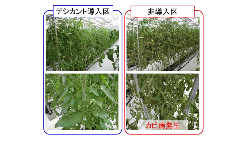 作物生育状態（トマト）