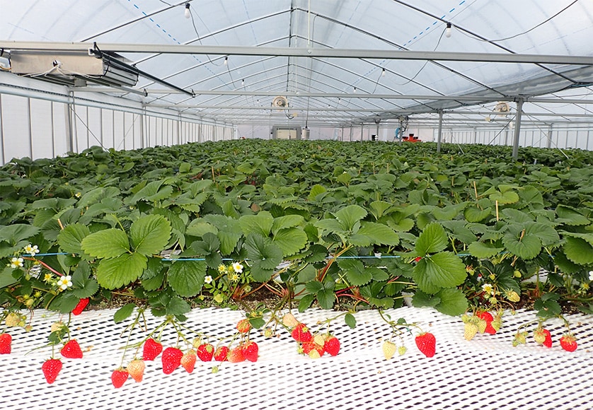 高密植移動栽培装置を用いたイチゴ栽培