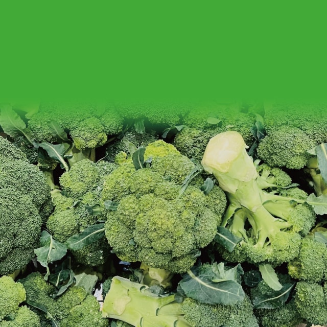 ブロッコリー｜野菜の作業おたすけ帳｜営農情報 営農PLUS｜農業｜ヤンマー