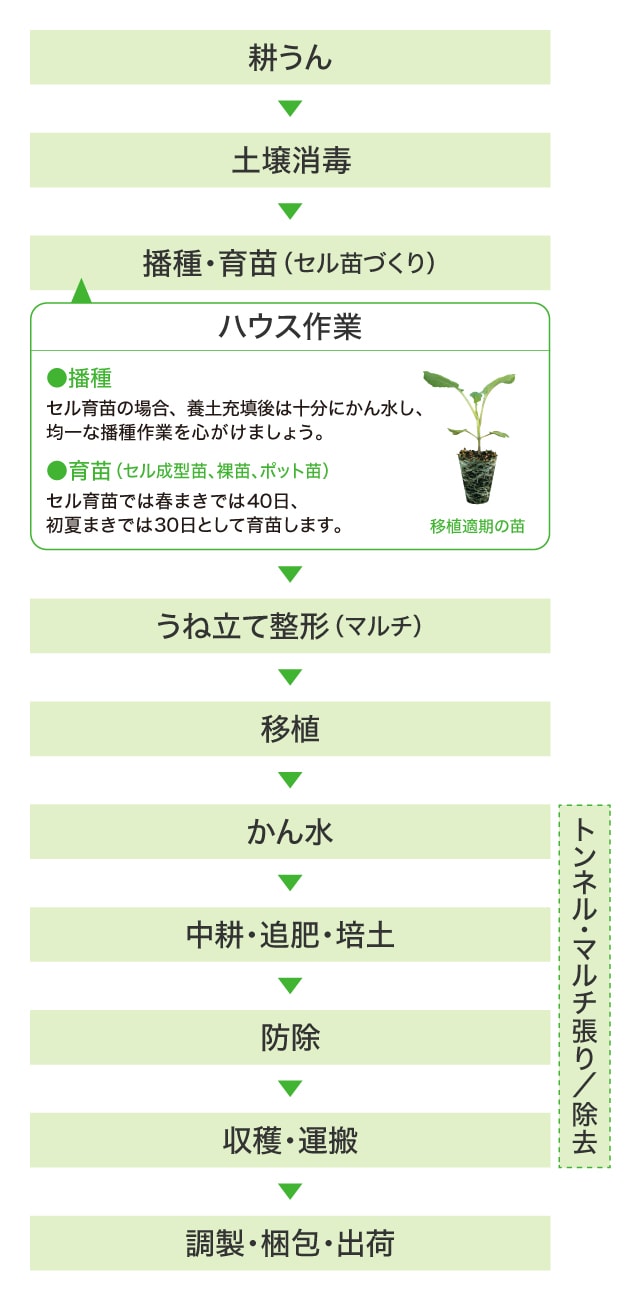 耕うん→土壌消毒→播種・育苗＜ハウス作業＞●播種：セル育苗の場合、養土充填後は十分にかん水し、均一な播種作業を心がけましょう。播種はLコートが一般的です。●育苗（セル成型苗、裸苗、ポット苗）：セル育苗では春まきでは40日、初夏まきでは30として育苗します。→うね立て整形（マルチ）→移植→かん水→→中耕・追肥・揚土→防除→収穫・運搬→調製・梱包・出荷