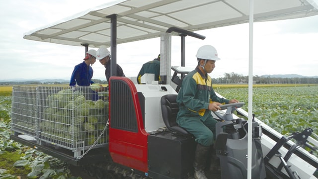 キャベツ収穫作業