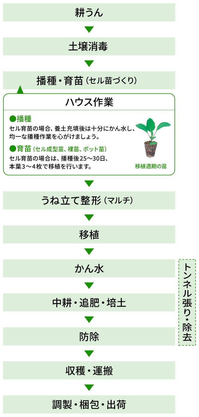 耕うん→土壌消毒→播種・育苗（セル苗づくり）＜ハウス作業＞●播種：セル育苗の場合、養土充填後は十分にかん水し、均一な播種作業を心がけましょう。●育苗（セル成型苗、裸苗、ポット苗）：セル育苗の場合は、播種後25～30日、本葉3～4枚で移植を行います。→うね立て整形（マルチ）→移植→かん水→中耕・追肥・培土→防除→収穫・運搬→調製・梱包・出荷