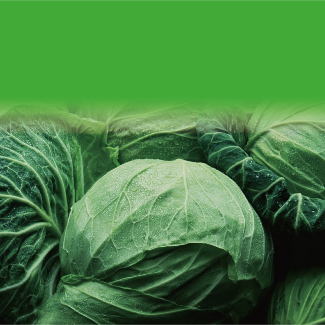 キャベツ｜野菜の作業おたすけ帳｜営農情報 営農PLUS｜農業｜ヤンマー