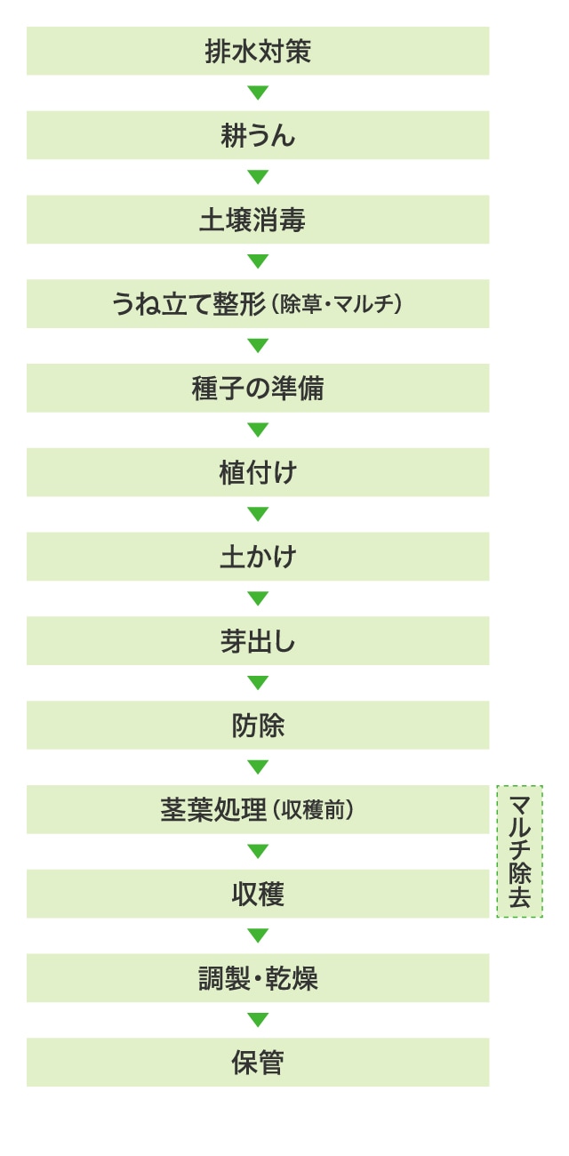 排水対策→土壌消毒→深耕→うね立て整形（マルチ）/直播（播種機・手まき）/播種マルチ・シールドテープマルチ→間引き→土寄せ・追肥→→防除→収穫・運搬→調製・梱包・出荷
