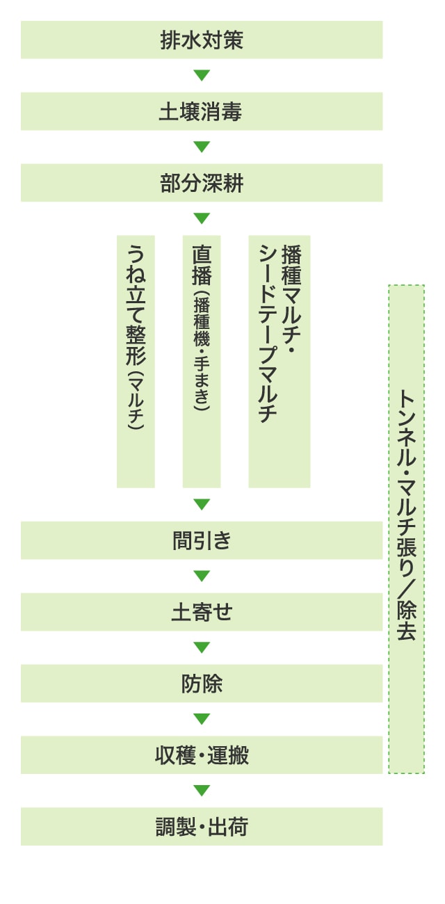 排水対策→土壌消毒→部分深耕→＜トンネル・マルチ張り/除去＞うねたて整形（マルチ）・直播（播種機・手まき）・播種マルチ・シードテープマルチ→間引き→土寄せ→防除→収穫・運搬→調製・出荷