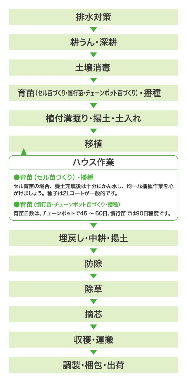 排水対策→耕うん・深耕→土壌消毒→育苗（セル苗づくり・慣行苗・チェーンポット苗づくり）・播種→植付溝堀り→揚土・土入れ→移植＜ハウス作業＞●育苗（セル苗づくり）・播種：セル育苗の場合、養土充填後は十分にかん水し、均一な播種作業を心がけましょう。播種は2Lコートが一般的です。●育苗（慣行苗・チェーンポット苗づくり・播種）：育苗日数は、チェーンポットで45～60日、慣行苗では90日程度です。→埋戻し・中耕・揚土→防除→除草→適芯→収穫・運搬→調製・梱包・出荷