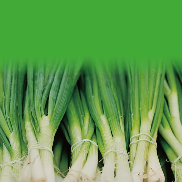 ねぎ｜野菜の作業おたすけ帳｜営農情報 営農PLUS｜農業｜ヤンマー