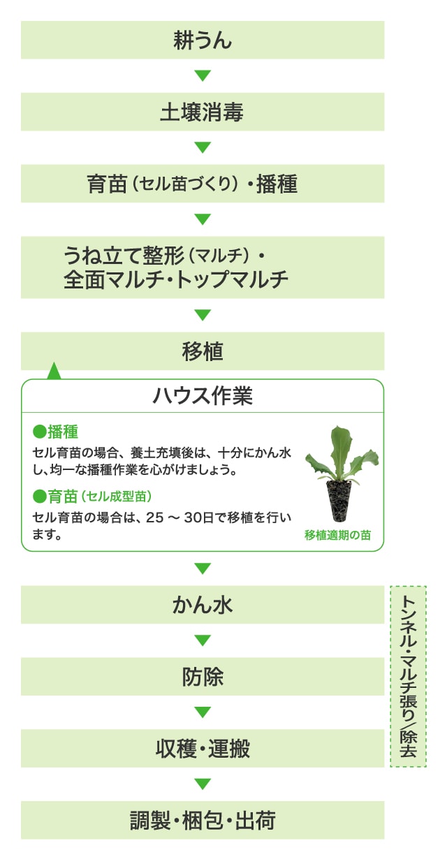 耕うん→土壌消毒→育苗（セル苗づくり）・播種→うね立て整形（マルチ）・全面マルチ・トップマルチ→移植＜ハウス作業＞●播種：セル育苗の場合、養土充填後は、十分にかん水し、均一な播種作業を心がけましょう。●育苗（セル成型苗）：セル育苗の場合は、播種後25～30日で移植を行います。→かん水→防除→収穫・運搬→調製・梱包・出荷
