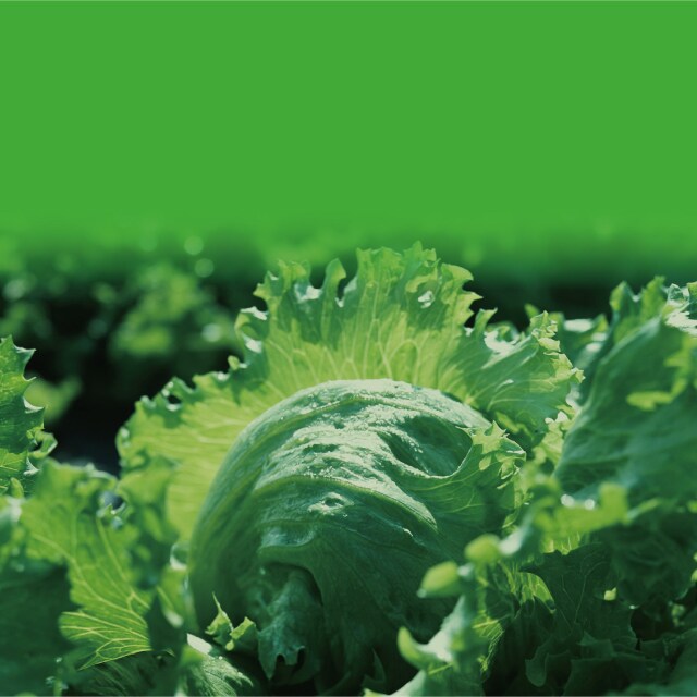 野菜 レタス｜野菜の作業おたすけ帳｜営農情報 営農PLUS｜農業｜ヤンマー