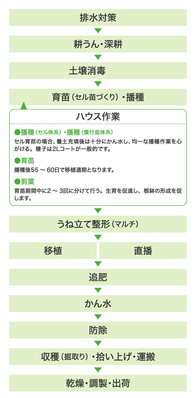 排水対策→耕うん・深耕→土壌消毒→育苗（セル苗づくり）・播種＜ハウス作業＞●播種（セル体系）・播種（慣行苗体系）：セル育苗の場合、養土充填後は十分にかん水し、均一な播種作業を心がける。種子は2Lコートが一般的です。●育苗（セル成型苗、裸苗、ポット苗）：セル育苗の場合は、播種後25～30日、本葉3～4枚で移植を行います。→うね立て整形（マルチ）→移植→かん水→中耕・追肥・培土→防除→収穫・運搬→調製・梱包・出荷