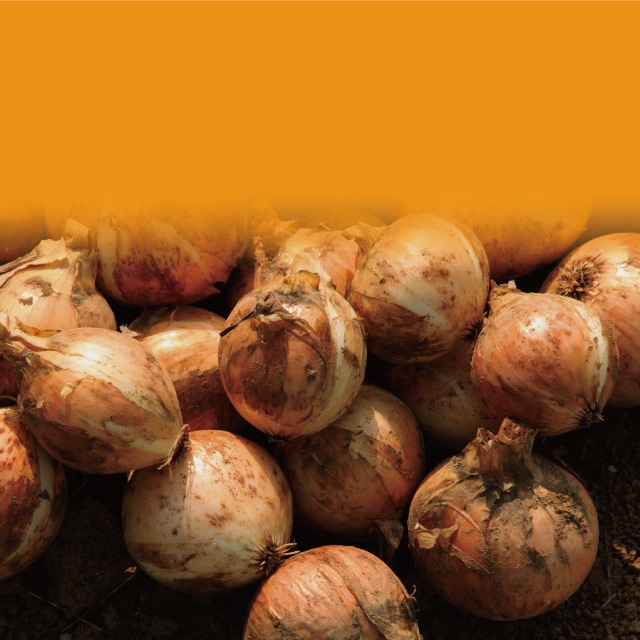 たまねぎ｜野菜の作業おたすけ帳｜営農情報 営農PLUS｜農業｜ヤンマー