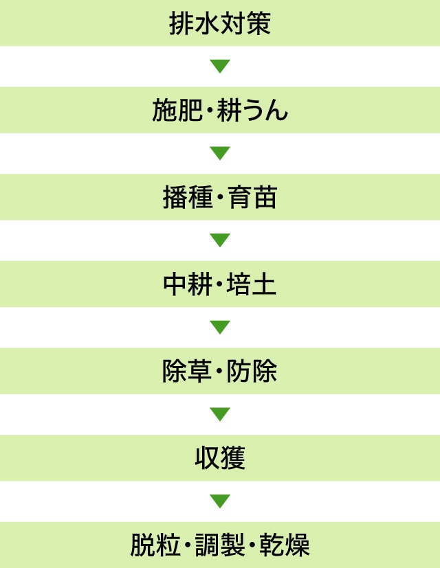 排水対策→施肥・耕うん→播種・育苗→中耕・培土→除草・防除→収穫→脱粒・調製・乾燥