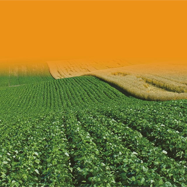 大豆｜野菜の作業おたすけ帳｜営農情報 営農PLUS｜農業｜ヤンマー