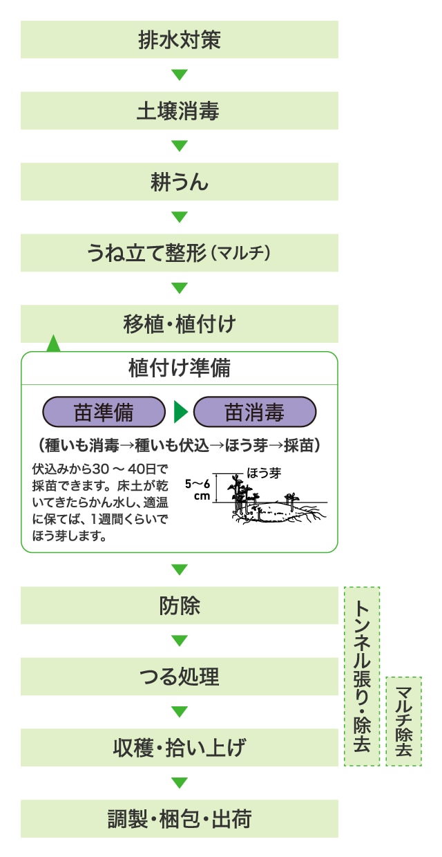 排水対策→土壌消毒→耕うん→うね立て整形（マルチ）→移植・植付け＜植付け準備＞苗準備→苗消毒（種いも消毒→種いも伏込→ほう芽→採苗）伏込みから30～40日で採苗できます。床土が乾いてきたらかん水し、適温に保てば、1週間くらいでほう芽します。→防除→つる処理→収穫・拾い上げ→調製・梱包・出荷