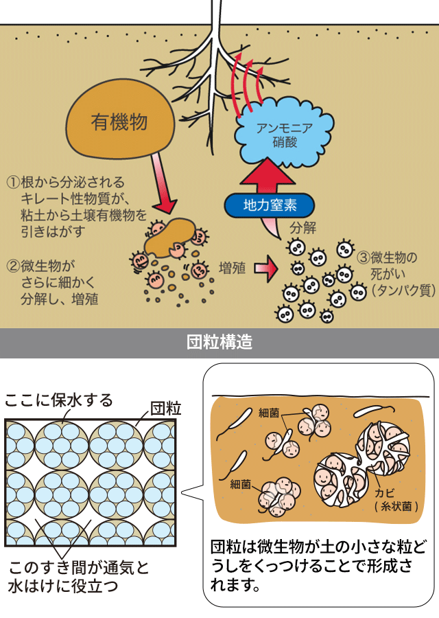 団粒構造形成イメージ