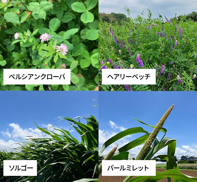 ペルシアンクローバ、ヘアリーベッチ、ソルゴー、パールミレットの写真