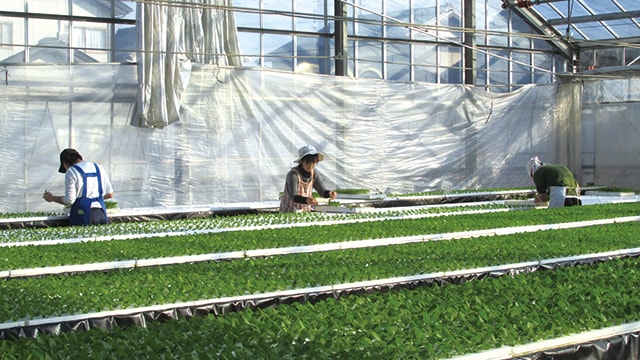 アグリ・ブレイクスルー＞女性の視点を農業経営にいかす｜営農情報