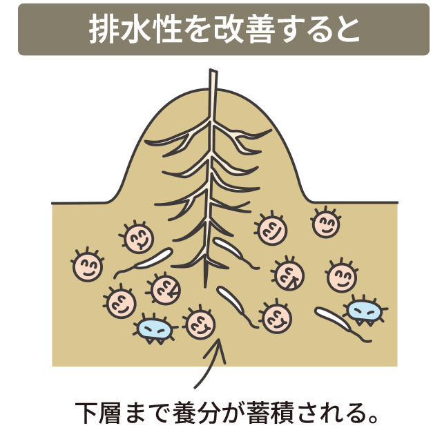 排水性を改善すると下層まで養分が蓄積される