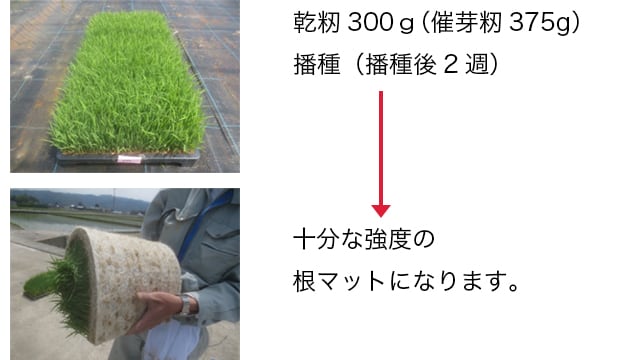 乾籾300ｇ（催芽籾375g） 播種（播種後2週） → 十分な強度の根マットになります。