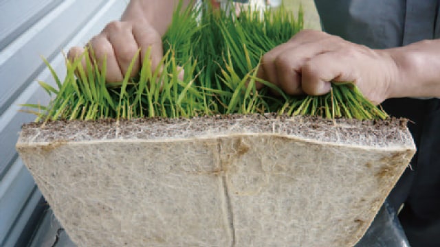 田植え　苗箱 育苗箱 稚苗用 56穴タイプ モノタロウ 【通販モノタロウ】