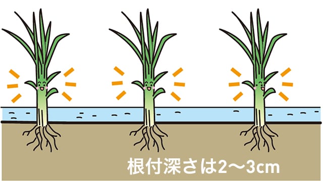 植付深さは2～3cmとします。