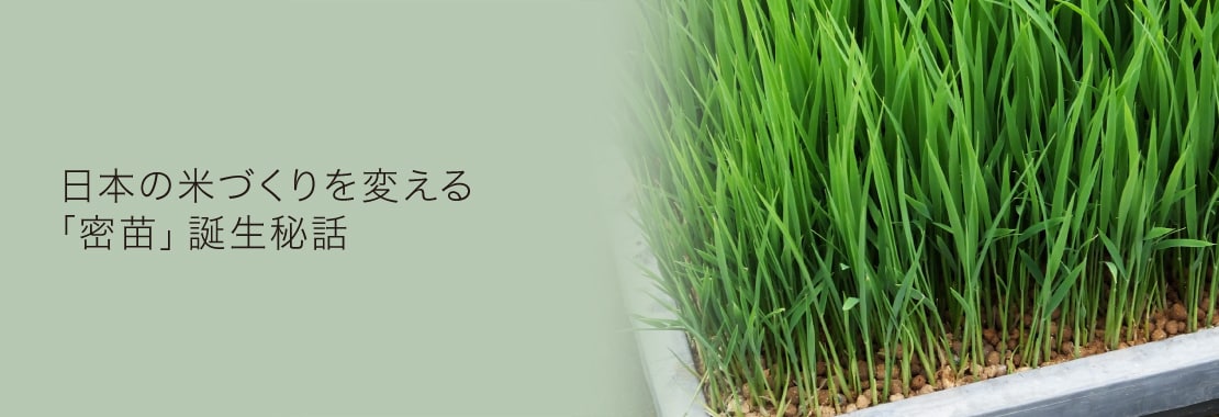 日本の米づくりを変える「蜜苗」誕生秘話