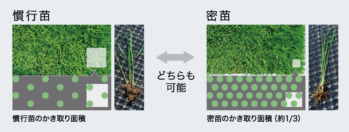 慣行苗のかき取り面積も、約1/3の密苗のかき取り面積もどちらも移植可能。