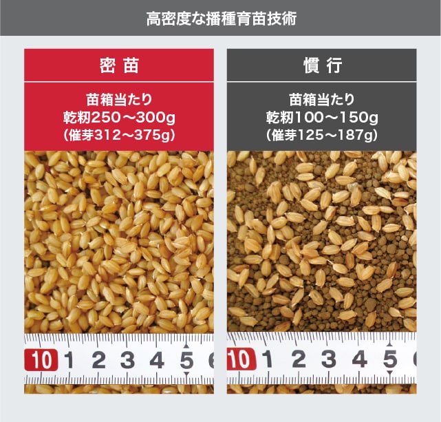 高密度な播種育苗技術 【密苗】苗箱当たり乾籾250～300g（催芽312～375g） 【慣行】苗箱当たり乾籾100～150g（催芽125～187g）