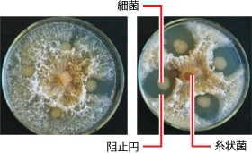 土壌微生物の世界 深掘 土づくり考 土づくりのススメ 営農plus 農業 ヤンマー