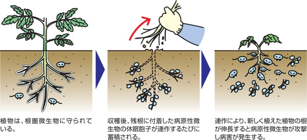 土壌微生物の世界 深掘 土づくり考 土づくりのススメ 営農plus 農業 ヤンマー