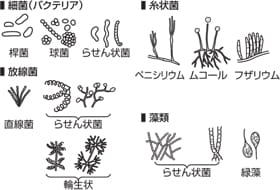 土壌微生物の世界 深掘 土づくり考 土づくりのススメ 営農plus 農業 ヤンマー